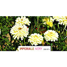 Tagetes erecta 'Imperiale Ivory', samettikukka, 1 gr Tagetes erecta 'Imperiale Ivory', samettikukka, 1 gr
