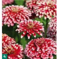 Zinnia elegans Mazurkia, 5 gr