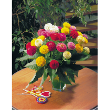 Zinnia elegans Oklahoma Mix 5,0 gr