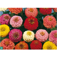 Zinnia elegans Pompon Mix, 5 gr
