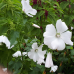 Lavatera trimestris, Kesämalvikki, Sekoitus ruusun ja valkoisista sävyistä