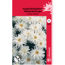 Leucanthemum × superbum, Isopävänkakkara ‘Crazy Daisy’ - 70% ALENNUS!