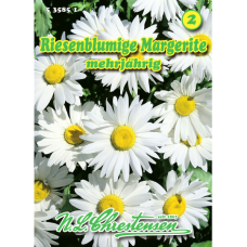  Chrysanthemum maximum, Valkoinen päivänkakkara