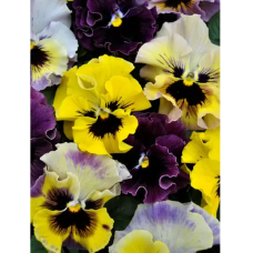 Viola cornuta Hybrid, Sarviorvokki  Frizzle Sizzle Mini Mix NEW!