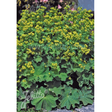 Alchemilla mollis, Poimulehti