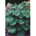 Alchemilla mollis, Poimulehti