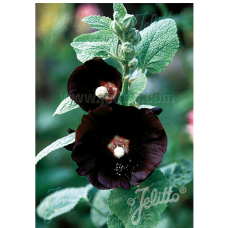 Alcea rosea var. musta, Musta tarhasalkoruusu 