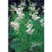 Filipendula ulmaria, Mesiangervo