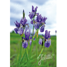 Iris sibirica wild form, Siperiankurjenmiekka