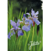 Iris sibirica wild form, Siperiankurjenmiekka