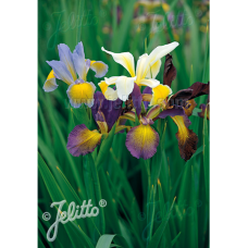 Iris spuria 'Hybrids', Etelänkurjenmiekka