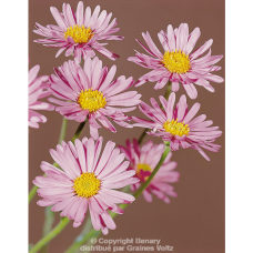 Aster alpinus, Alppiasteri 'Happy End', 250 siem