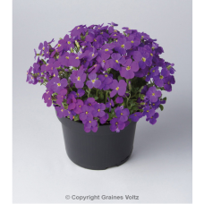 Aubrieta Audrey F1 Blue Shades, Tarharistikki, 250 siem.