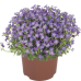 Aubrieta Audrey F1 Blue Shades, Tarharistikki, 250 siem.