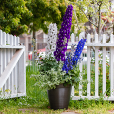 Delphinium elatum "Magic Fountains", Jaloritarinkannus, Mix, 500 siem.