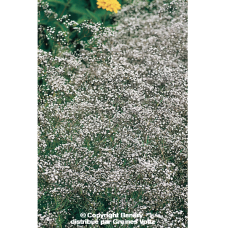 Gypsophila paniculata 'Snowflake', Morsiusharso, 1,0 gr