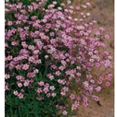 Gypsophila repens, Mätäsharso 'Rosea', 500 siem.