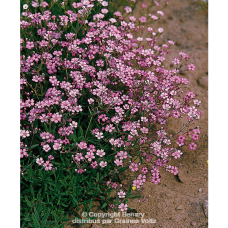 Gypsophila repens, Mätäsharso 'Rosea', 500 siem.