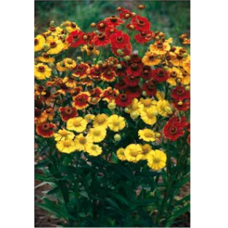 Helenium autumnale, Syyshohdekukka RED & GOLD -hybridi, 100 siem.