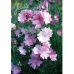 Malva alcea var. fastigiata, Hollyhock Mallow