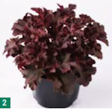 Heuchera sanguinea, Korallikeijunkukka Melton Fire, 250 siem.