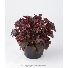 Heuchera sanguinea, Korallikeijunkukka Melton Fire, 250 siem.