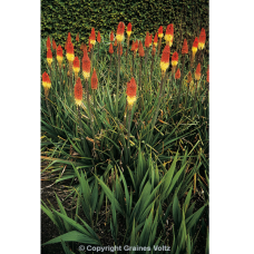 Kniphofia uvaria, Soihtulilja 'Royal Castle', 250 siem.