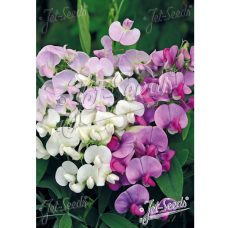 Lathyrus latifolius, Ruusunätkelmä (monovuotinen tuoksuherne), 5 gr Lathyrus latifolius, Ruusunätkelmä (monovuotinen tuoksuherne), 5 gr