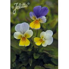 Viola tricolor, Keto-orvokki