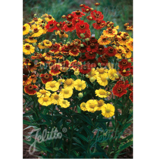 Helenium autumnale, Syyshohdekukka RED & GOLD -hybridi, 100 siem.