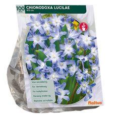 Isokevättähti (Chionodoxa) Luciliae, 100 kpl.