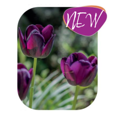Tulppaani (Tulipa) Kansas Proud