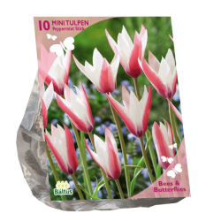 Tulipa Clusiana Peppermint Stick, Italiantulppaani,10 kpl. NEW! ALE - 60%!