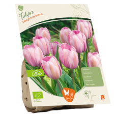 BIO - Darwinhybriditulppaani (Tulipa Darwin Hybrid) Design Impression, 5 kpl NEW!