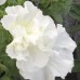 PETUNIA HYBRID F1Allegra Series (double grandiflora): Allegra Mixed