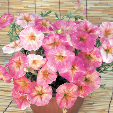 PETUNIA HYBRID F1 Dolce Series  Dolce Firenze