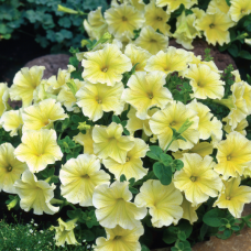 PETUNIA HYBRID F1 Dolce Series Dolce Limoncello  (Fleuroselect Quality Mark)