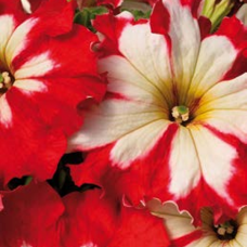  PETUNIA HYBRID F1 Can Can Harlequin Cherry Rose