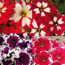  PETUNIA HYBRID F1 Can Can Mixed
