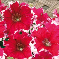 PETUNIA HYBRID F1 Can Can Picotee Cherry Rose