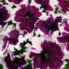 PETUNIA HYBRID F1 Can Can Picotee Velvet