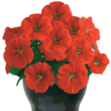  PETUNIA HYBRID F1 My Joy (multiflora) My Joy Orange scarlet