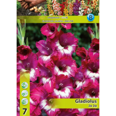Gladiolus, Miekkalilja Fuksian/valkoinen, 1 kpl