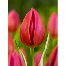 Tulipa Aphrodite, Triumph-tulppaani