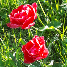 Kerrattu tulppaani Abba (Tulipa) 