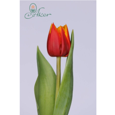Tulipa Atlas, Kerrattu tulppaani 