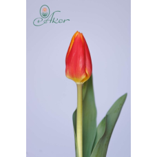 Tulipa Carpe Diem, Triumph-tulppaani
