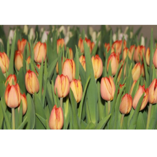 Tulipa Charade, Triumph-tulppaani