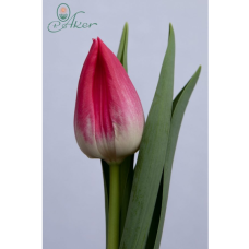 Tulipa Circuit, Triumph-tulppaani