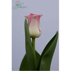 Tulipa Crown of Dynasty, Triumph-tulppaani
